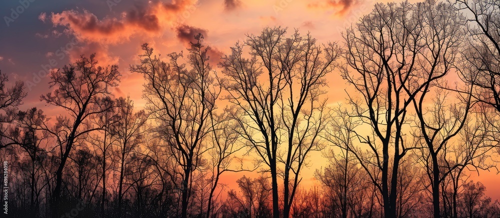 Sunset silhouetting trees.