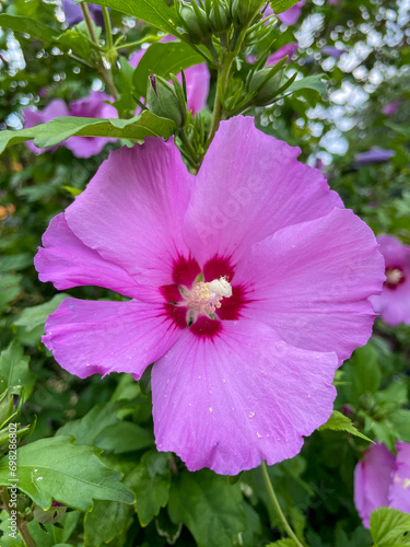 Hibiskus Blüte in pink,  mit unscharfem Hintergrund