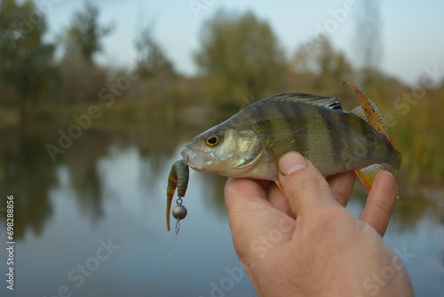 Caught trophy fish in the hand of a fisherman. Freshwater perch with bait in the mouth. Spinning sport fishing.  Catch and release.
