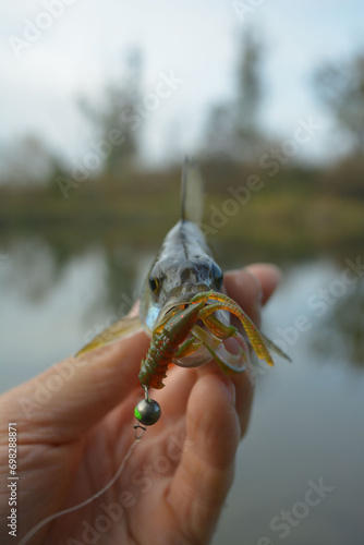 Caught trophy fish in the hand of a fisherman. Freshwater perch with bait in the mouth. Spinning sport fishing.  Catch and release.