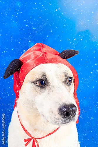 Adorable  dog in winter hat on color blue background