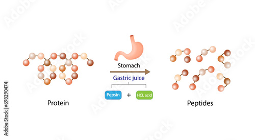 Protein Digestion in stomach. Gastric juice, pepsin and hydrochloric acid, digesting and breaking the protein into small peptides. Vector illustration.