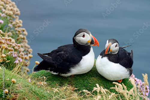 Couple of Atlantic puffins on cliff, Mykines island, Faroe Islands,