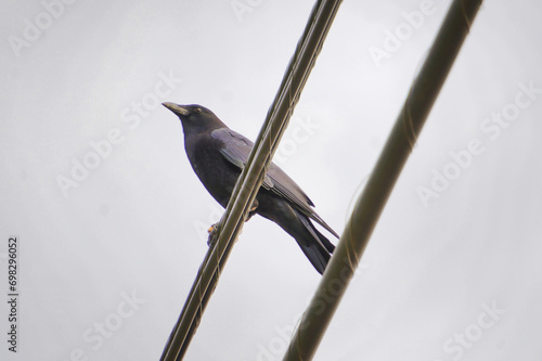 bird on a wire