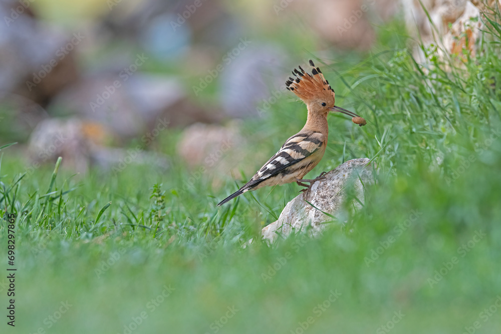 Eurasian Hoopoe, Upupa epops brings food to the nest. Eurasian Hoopoe, Upupa epops brings food to the nest.