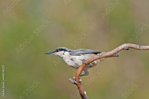 Western Rock Nuthatch, Sitta neumayer, on the branch.