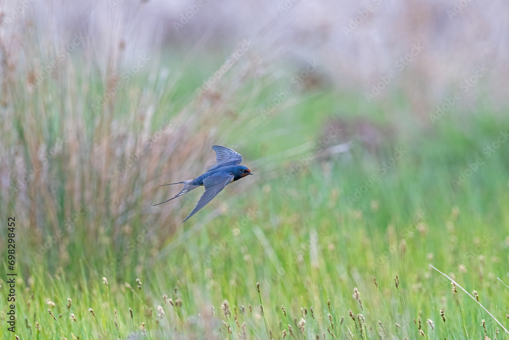 Barn Swallow flying over wetland, Hirundo rustica. Barn Swallow flying over wetland, Hirundo rustica.