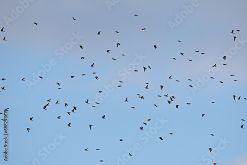 Sand Martin, Riparia riparia, flying in large groups over the wetland.