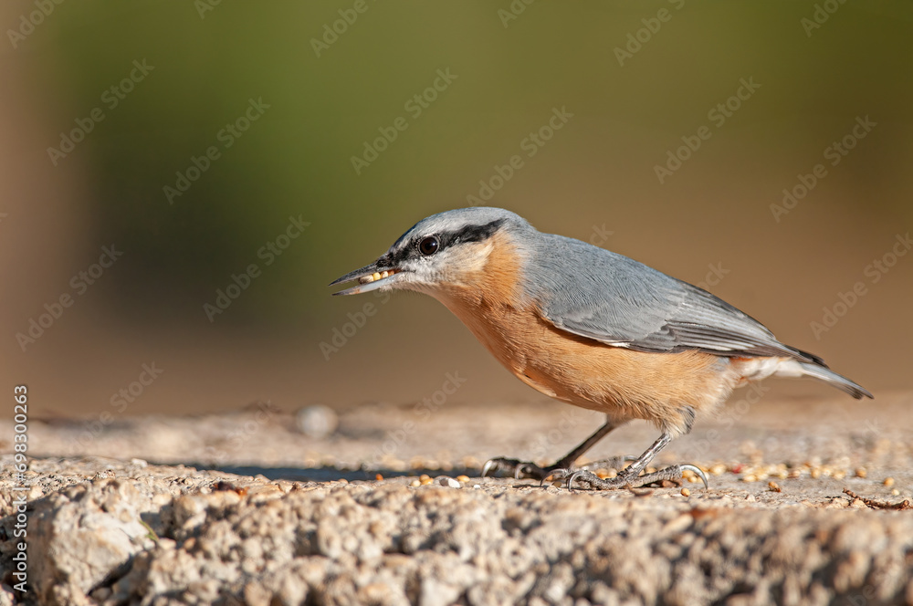 Eurasian nuthatch, Sitta europaea, feeding on rocks. Eurasian nuthatch, Sitta europaea, feeding on rocks.