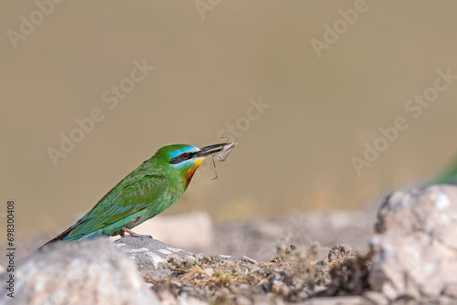 Blue-cheeked Bee-eater, Merops persicus on a rock with prey in its mouth.