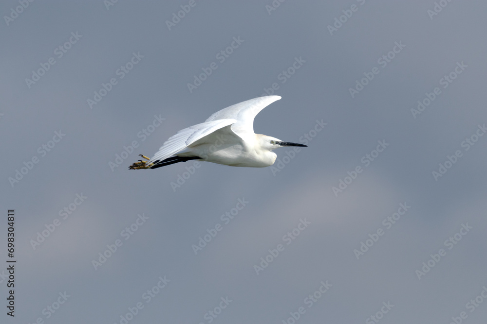 Fototapeta premium Garza dedos dorados (Egretta thula) en vuelo