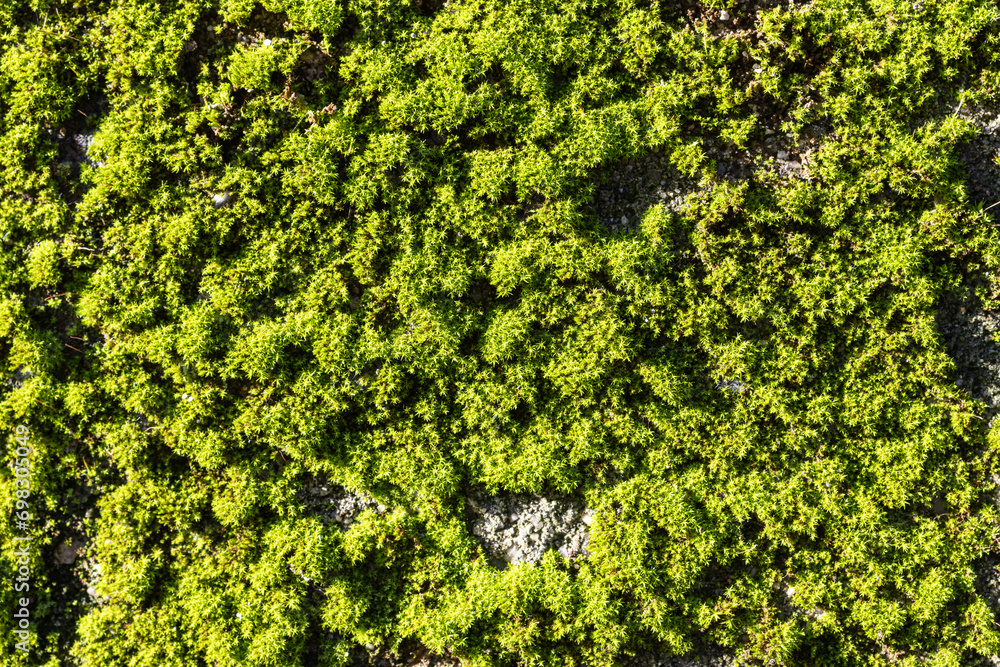 Top view of fresh green moss on a wall in sunlight
