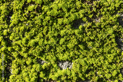 Top view of fresh green moss on a wall in sunlight
