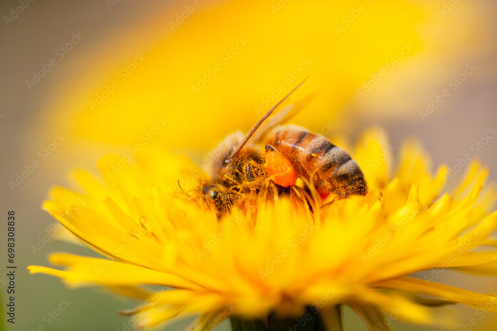 Spring. A bee with pollen all over the body that sucks the nectar of dandelion flowers. Spring. A bee with pollen all over the body that sucks the nectar of dandelion flowers.