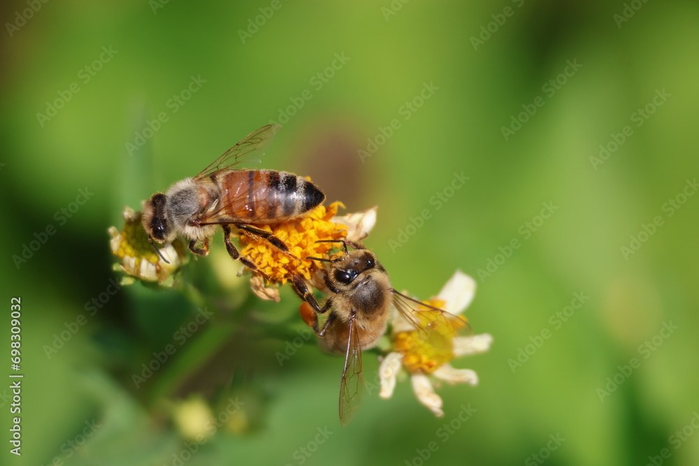 Two honey bees on flowers collecting nectar Two honey bees on flowers collecting nectar