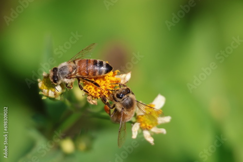 Two honey bees on flowers collecting nectar © Wirestock