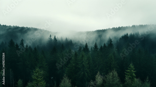 morning mist over the forest  © RJ.RJ. Wave