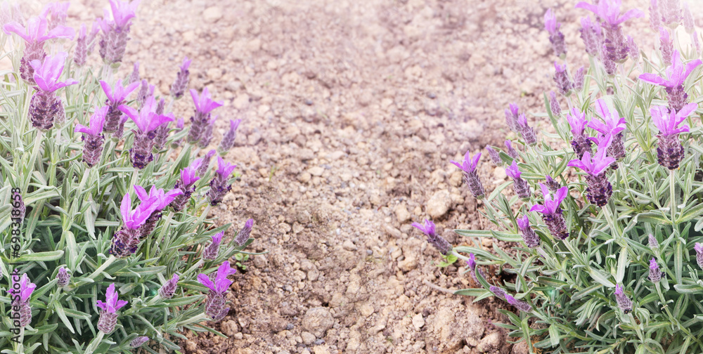 Spanish lavender or lavandula stoechas on the dry earth horizontal banner Spanish lavender or lavandula stoechas on the dry earth horizontal banner