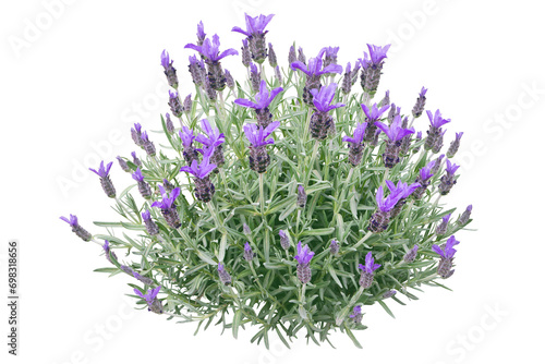 Spanish lavender or lavandula stoechas plant isolated transparent png. French or topped lavender flowering bush. Spring purple flower spikes and silvery leaves.