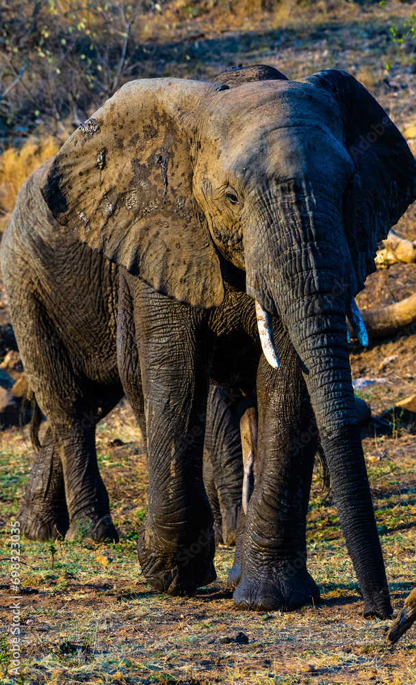 Fototapeta premium Adult African elephants are standing side-by-side in a grassy savannah environment