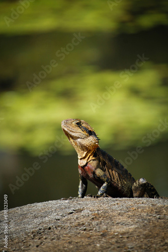 Green lizard is perched on a gray stone, basking in the sun by a tranquil blue lake © Wirestock