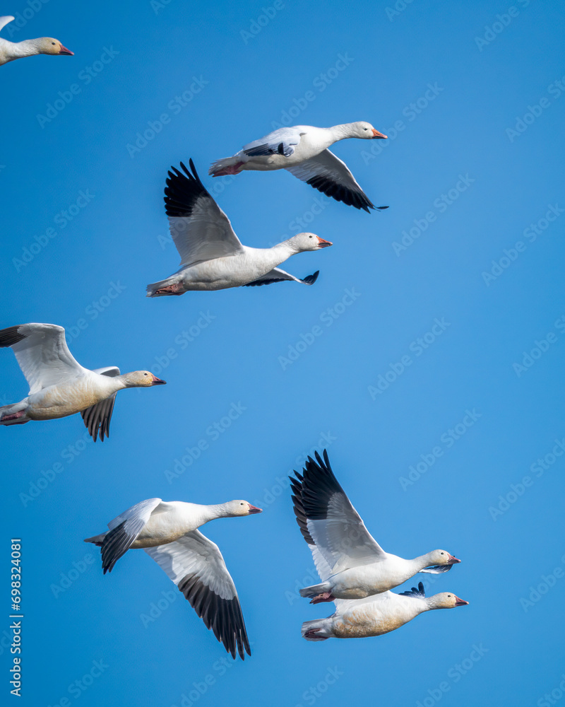Obraz premium A flock of snow geese near El Nido, California.