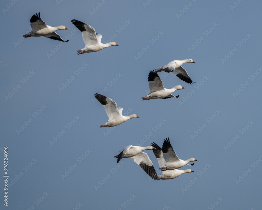 A flock of snow geese flying near El Nido, California.