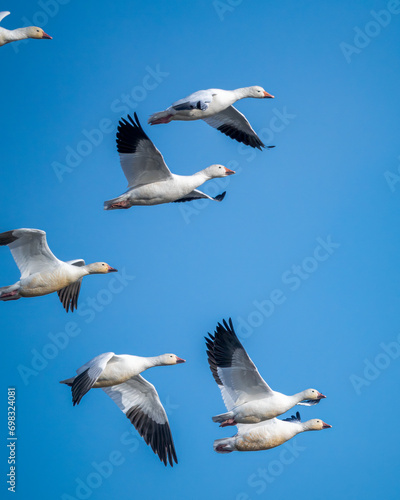 A flock of snow geese near El Nido, California. photo