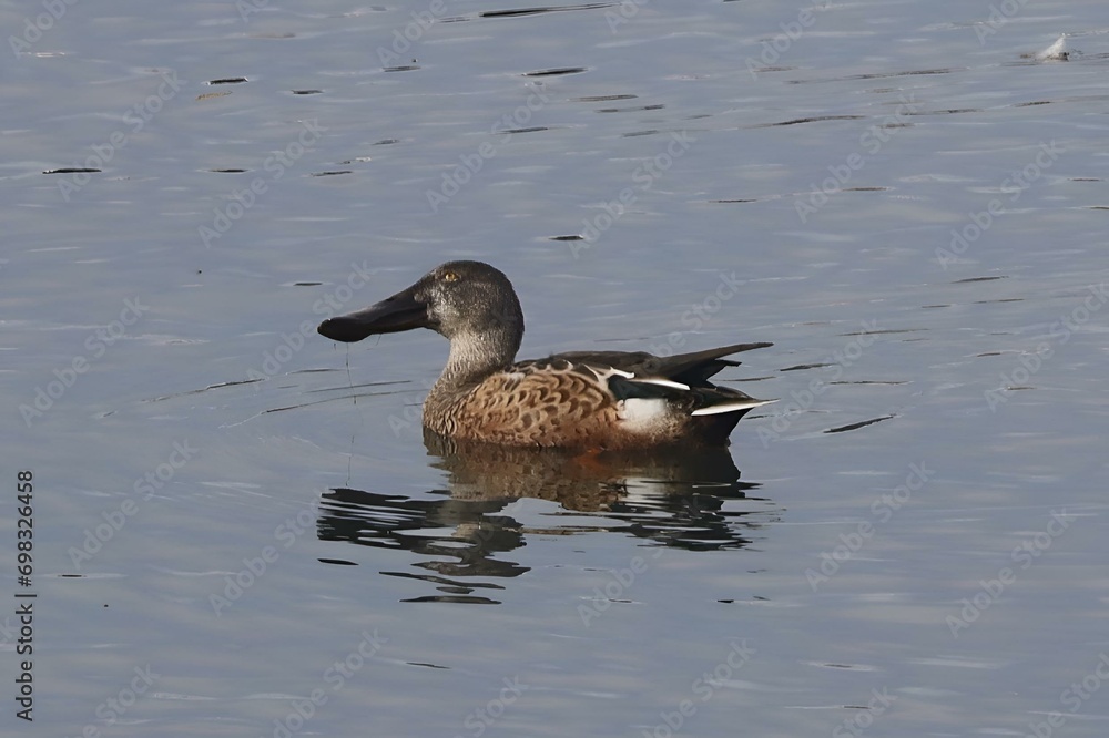 Adult male Northern Shoveler paddling along the shore of Lake Ontario near Toronto, Onta Adult male Northern Shoveler paddling along the shore of Lake Ontario near Toronto, Onta
