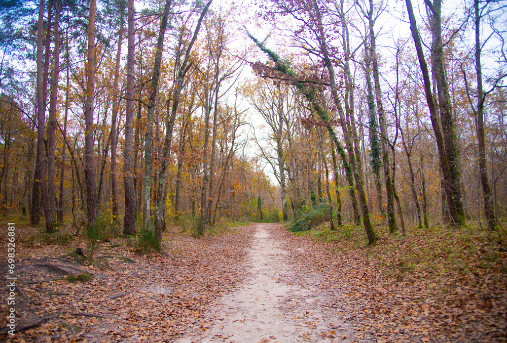 Scenic pathway surrounded by trees and foliage in Fontainebleau Forest Scenic pathway surrounded by trees and foliage in Fontainebleau Forest