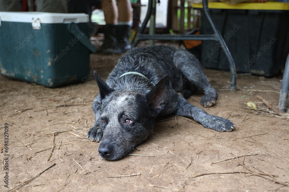 Closeup shot of an Australian Cattle Dog resting on the ground