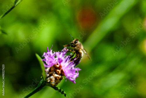 Bee on a pink flower with green blurred background © MatMazzini