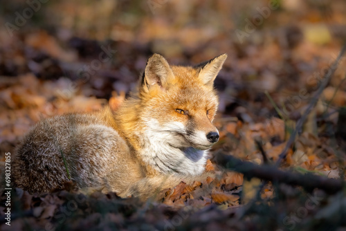 Beautiful orange fox sits among the autumn foliage in a forest setting. © Wirestock