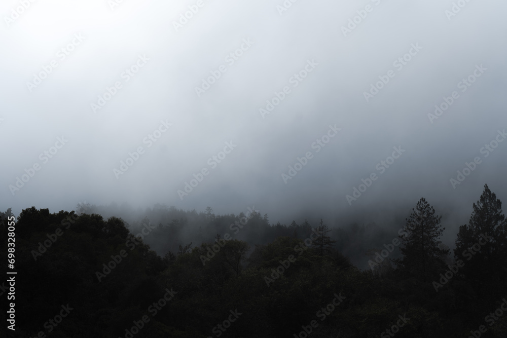 Scenic view of lush green trees on the edge of a mountain, enveloped by a mysterious misty fog