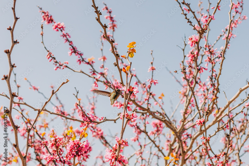 Cherry tree in bloom and hummingbird, Beautiful spring floral background Cherry tree in bloom and hummingbird, Beautiful spring floral background