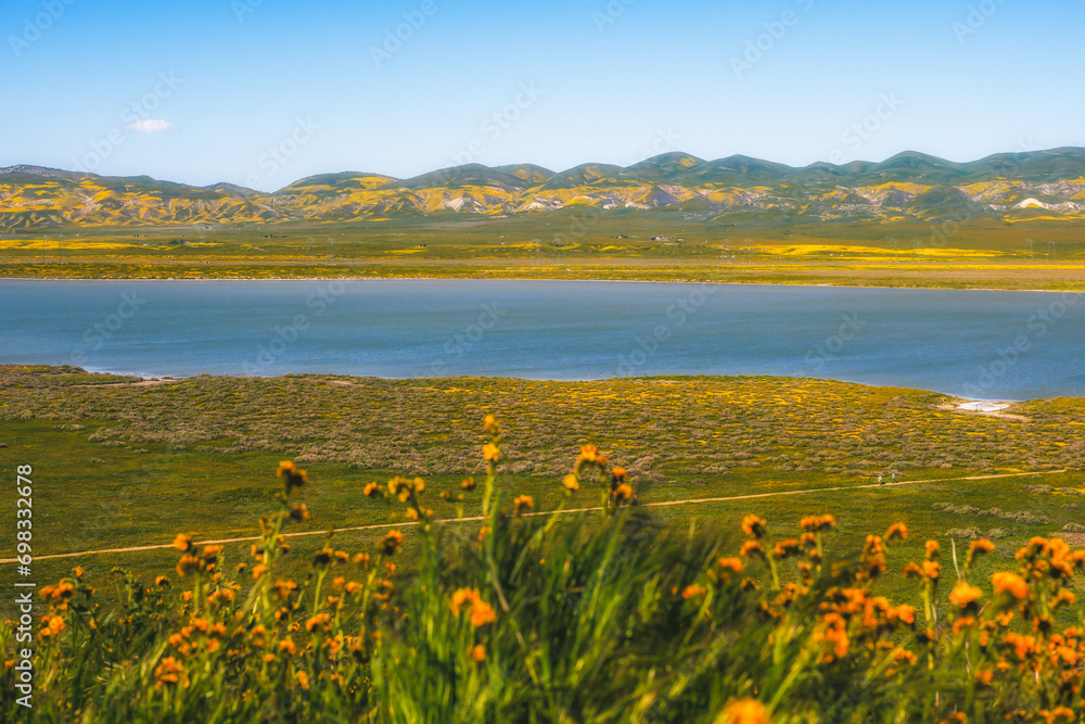 Wildflowers super bloom in Carrizo Plain National Monument, central California