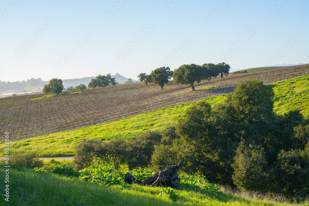 A wine grape vine in a rows, green hills, and oak trees, San Luis Obispo Valley in California in late winter