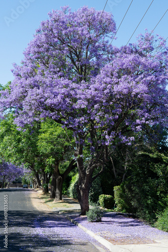Blooming purple jacaranda tree landscape street Adelaide South Australia