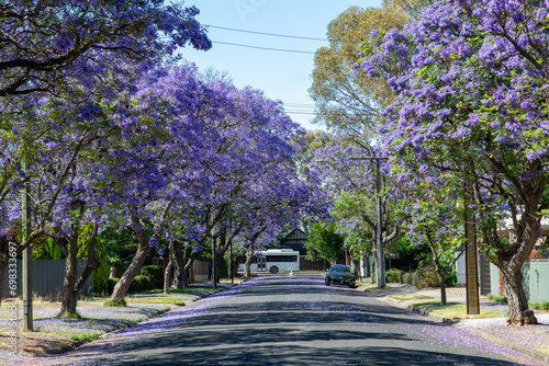 Blooming purple jacaranda tree landscape street Adelaide South Australia