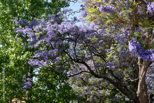 Blooming purple jacaranda tree landscape street Adelaide South Australia