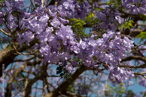 Blooming purple jacaranda tree branch Adelaide South Australia