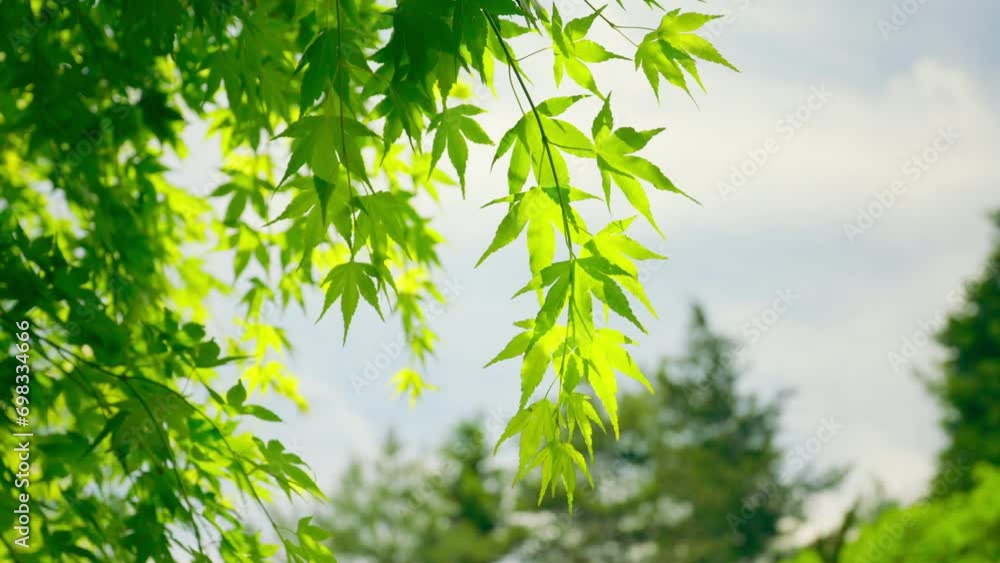 Slow motion sakura branches leaves with light breeze in spring, on a sunny day Slow motion sakura branches leaves with light breeze in spring, on a sunny day
