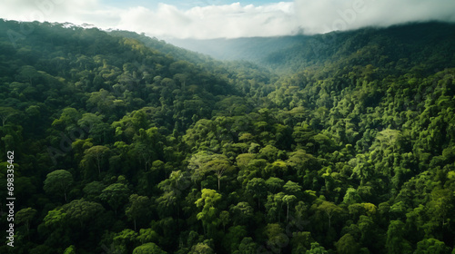A dense rainforest with towering trees and a diverse ecosystem symbolizing the heart of nature. © Thomas