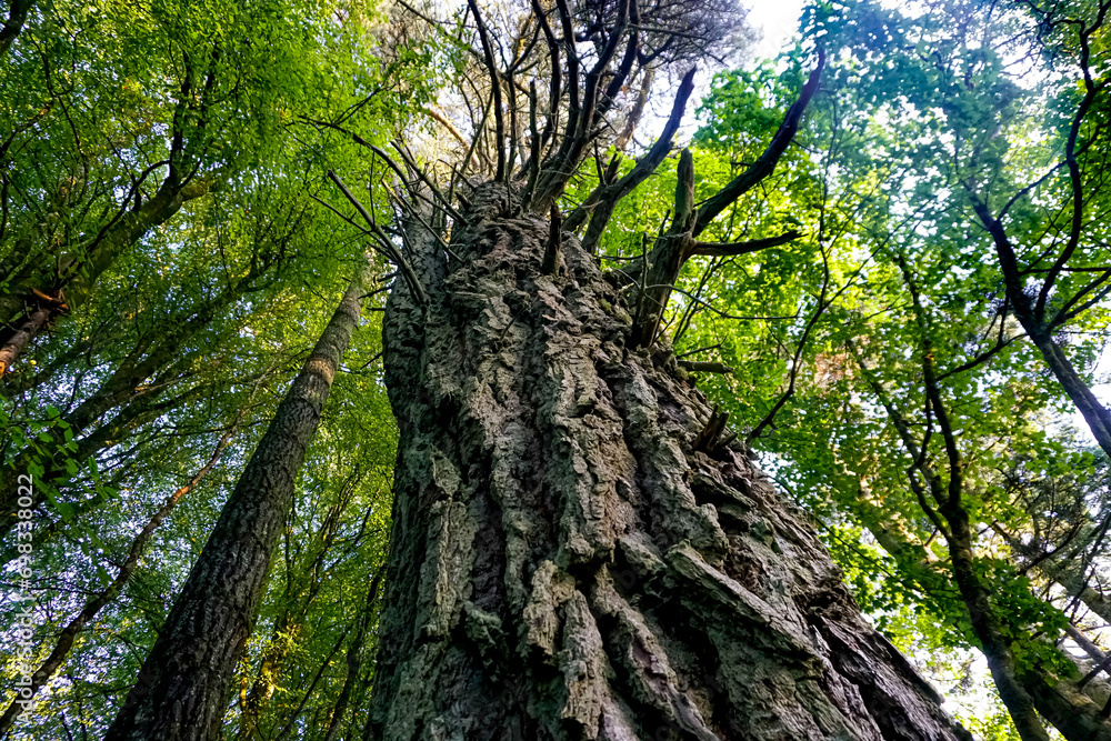 Obraz premium Old detailed tree trunk in forest - looking up in a forest 