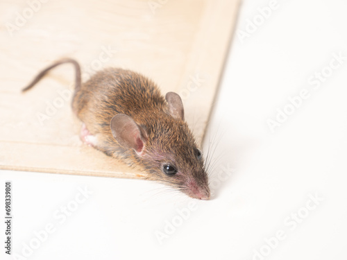 ネズミと捕獲シート