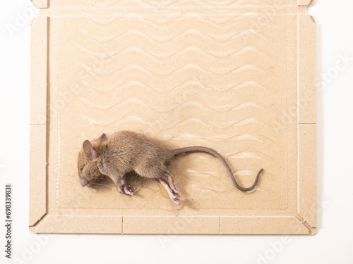 ネズミと捕獲シート