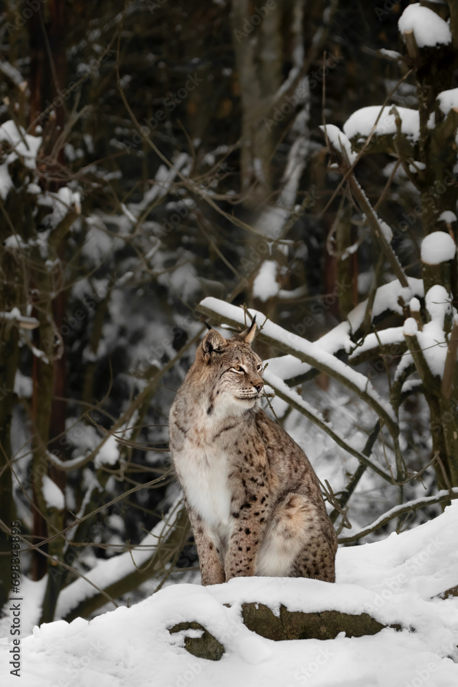 A Lynx In The Forest