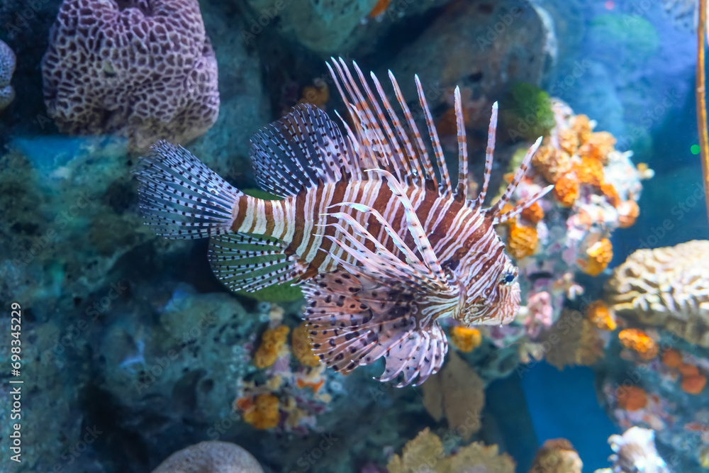 Fototapeta premium Volitans Common Lionfish in sea aquarium.