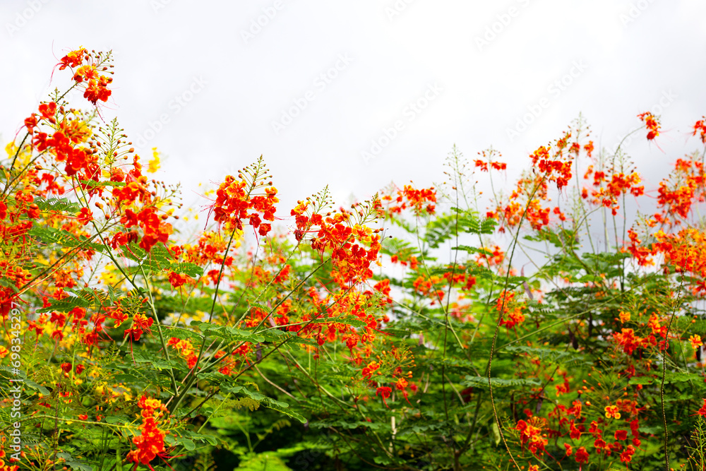 Flambuoyant tree, Flame of the forest, Peacock flower