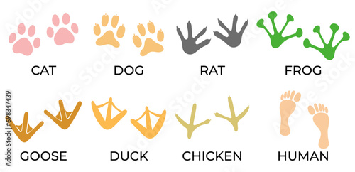 Silhouette of paw prints of different animals isolated on white. footprints shapes of animals cat, dog, rat, frog, goose, duck chicken, human. colored vector set footprints